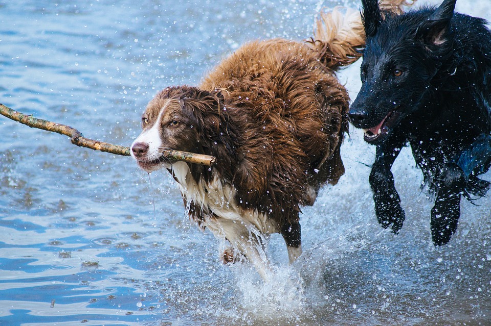 Eukanuba
